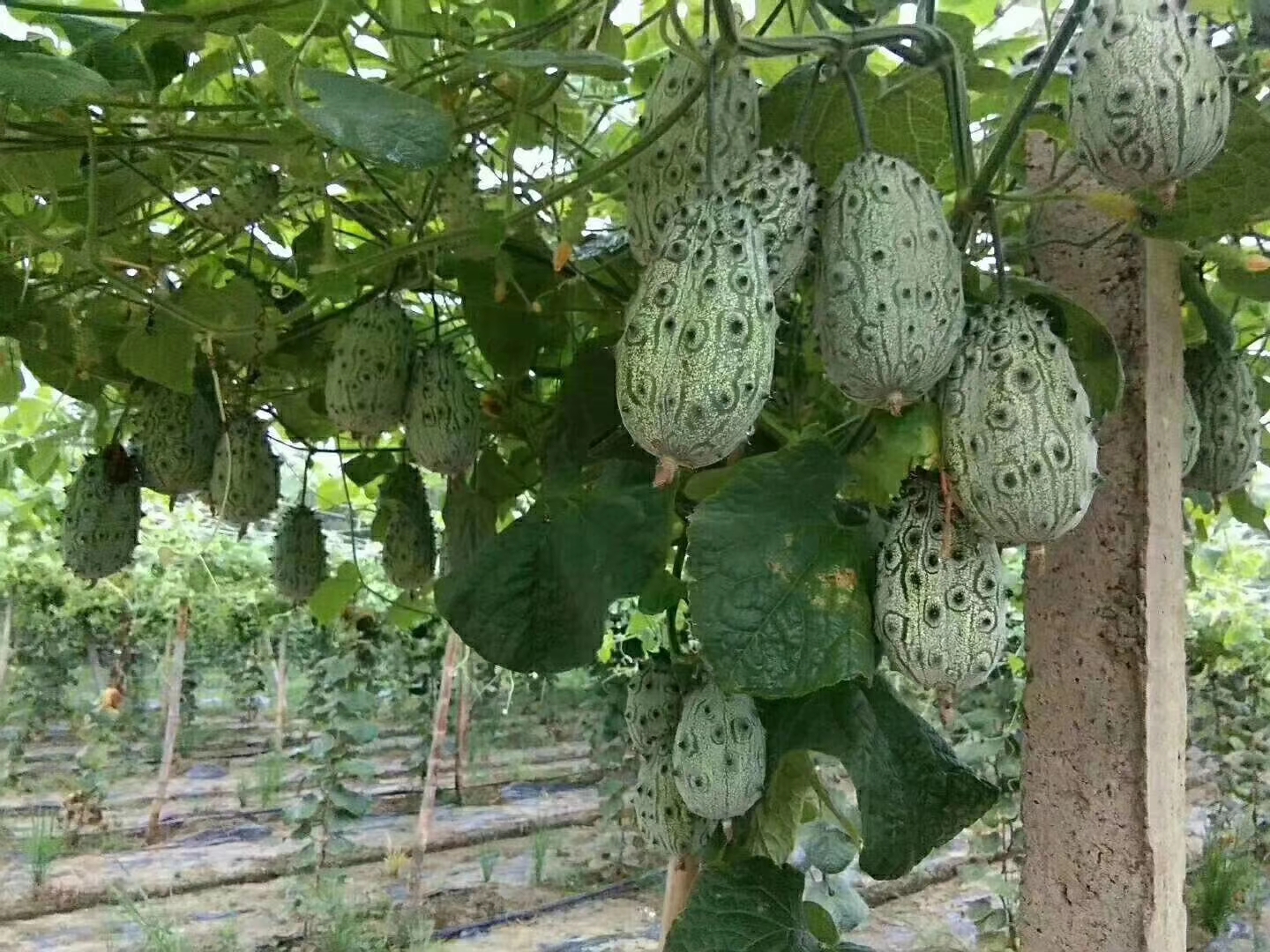 火参果 非洲蜜瓜种植火星果基地