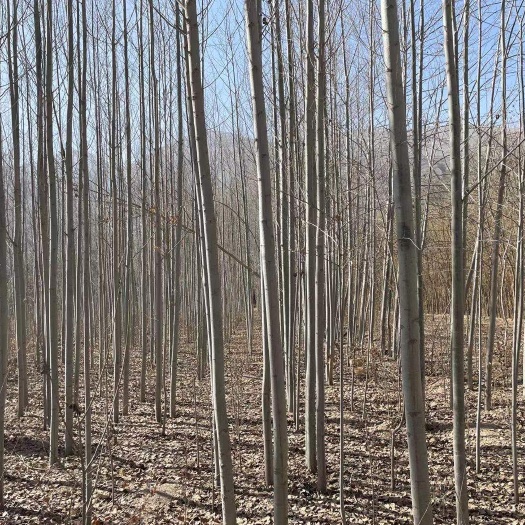 皋兰县 河北杨