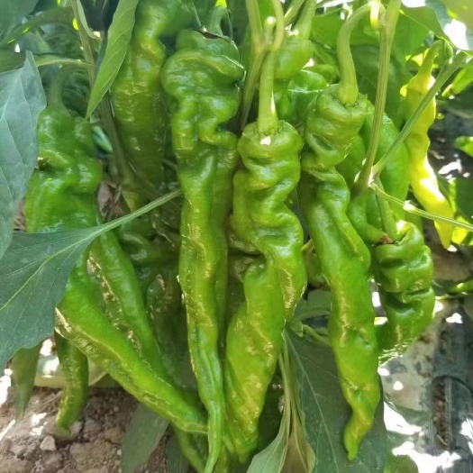 广西各种辣椒大量上市，3号找椒，8号椒，大螺丝椒，螺丝线椒