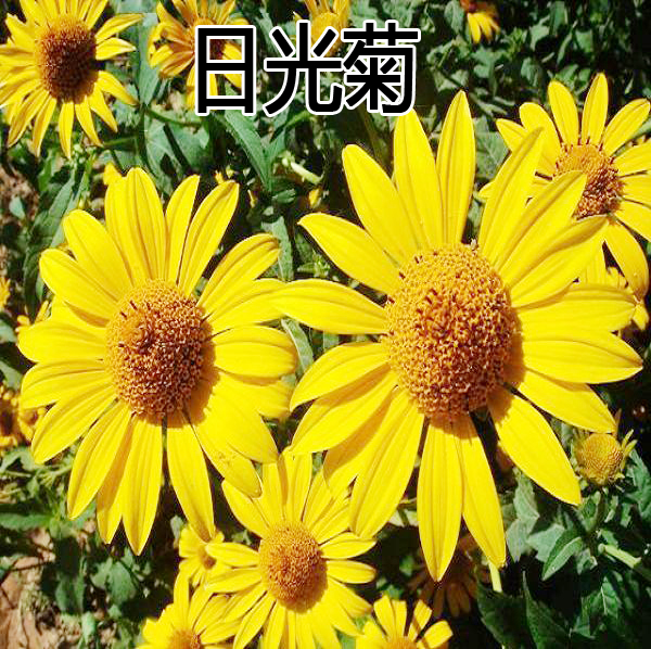 日光菊种子 赛菊芋种子四季易种庭院阳台种子景观花海
