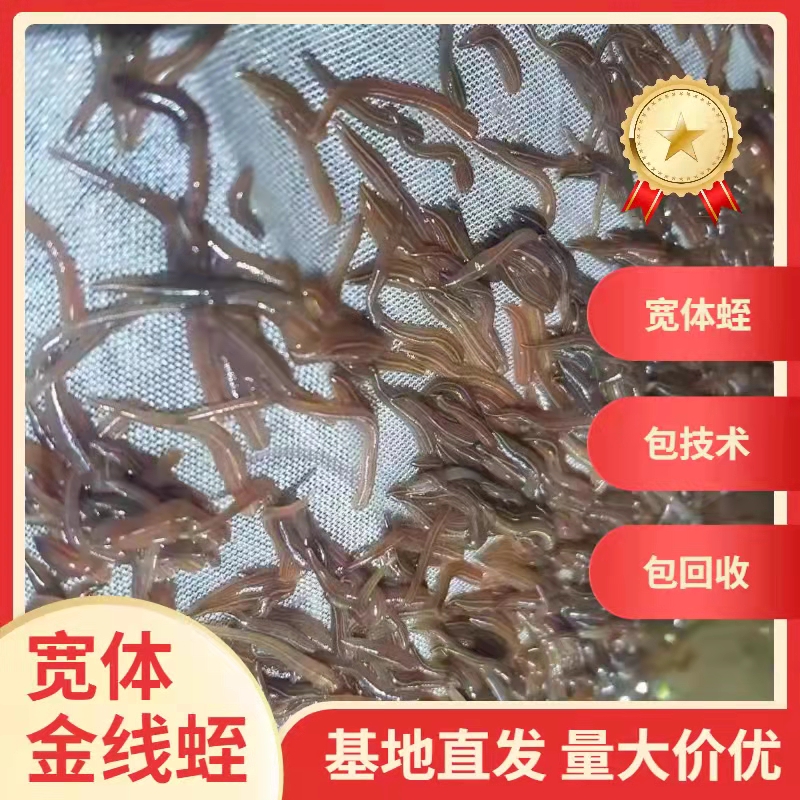 宿迁苏南宽体金线蛭 开口苗 满月苗 青年苗 包技术 签定回收合同