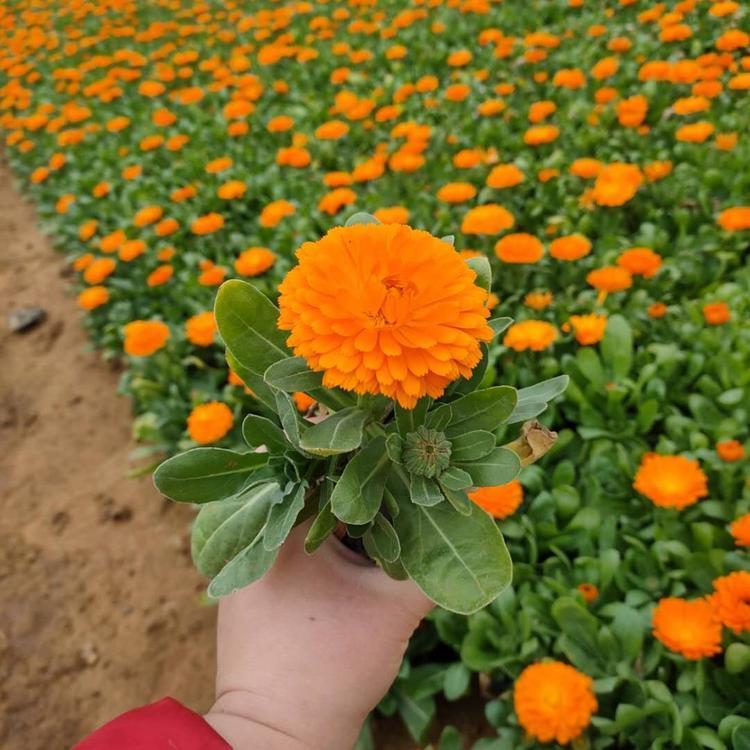 金盏菊种子金盏花种子多年生花种四季易种庭院阳台种子景观花海