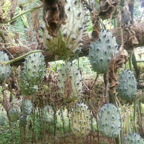 火参果 非洲蜜瓜种植火星果基地