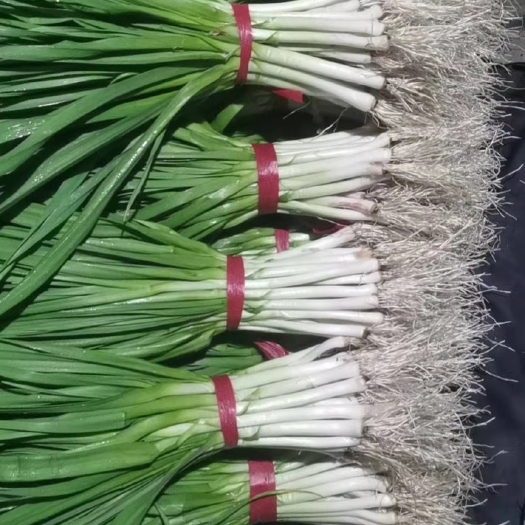 新泰市 精品蒜苗