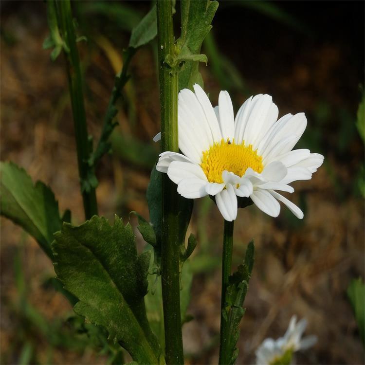 大滨菊种子 大白菊西洋滨菊种子四季易种庭院阳台种子景观花海