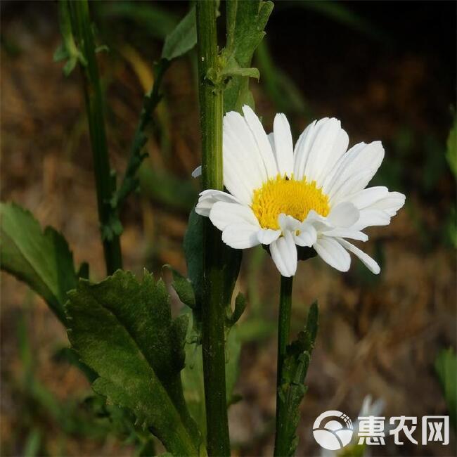 大滨菊种子 大白菊西洋滨菊种子四季易种庭院阳台种子景观花海