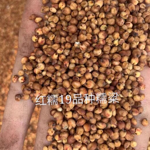 夏邑县 红糯19品种45吨，糯高粱