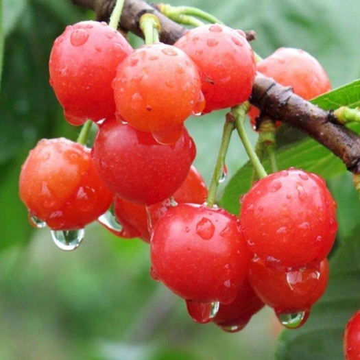 沭阳县优质樱桃种子山樱桃种子果树种子毛樱桃种子车厘子种子大樱桃种籽