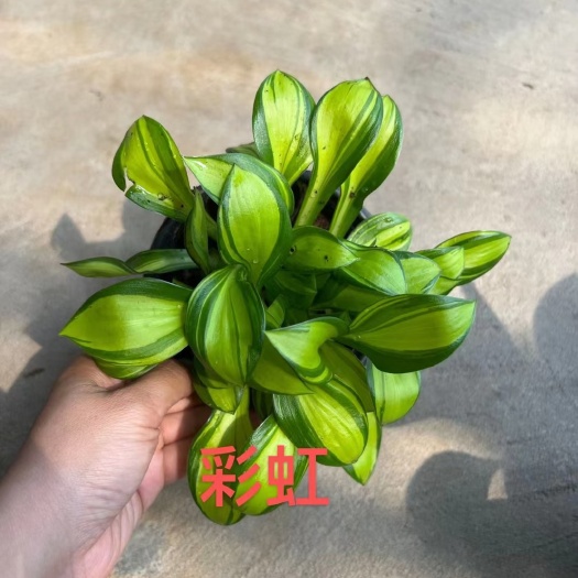 百合花 玉簪