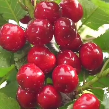 石家庄黑珍珠樱桃 海拔800多米山地种植基地，每日超长日照，富硒土壤环境