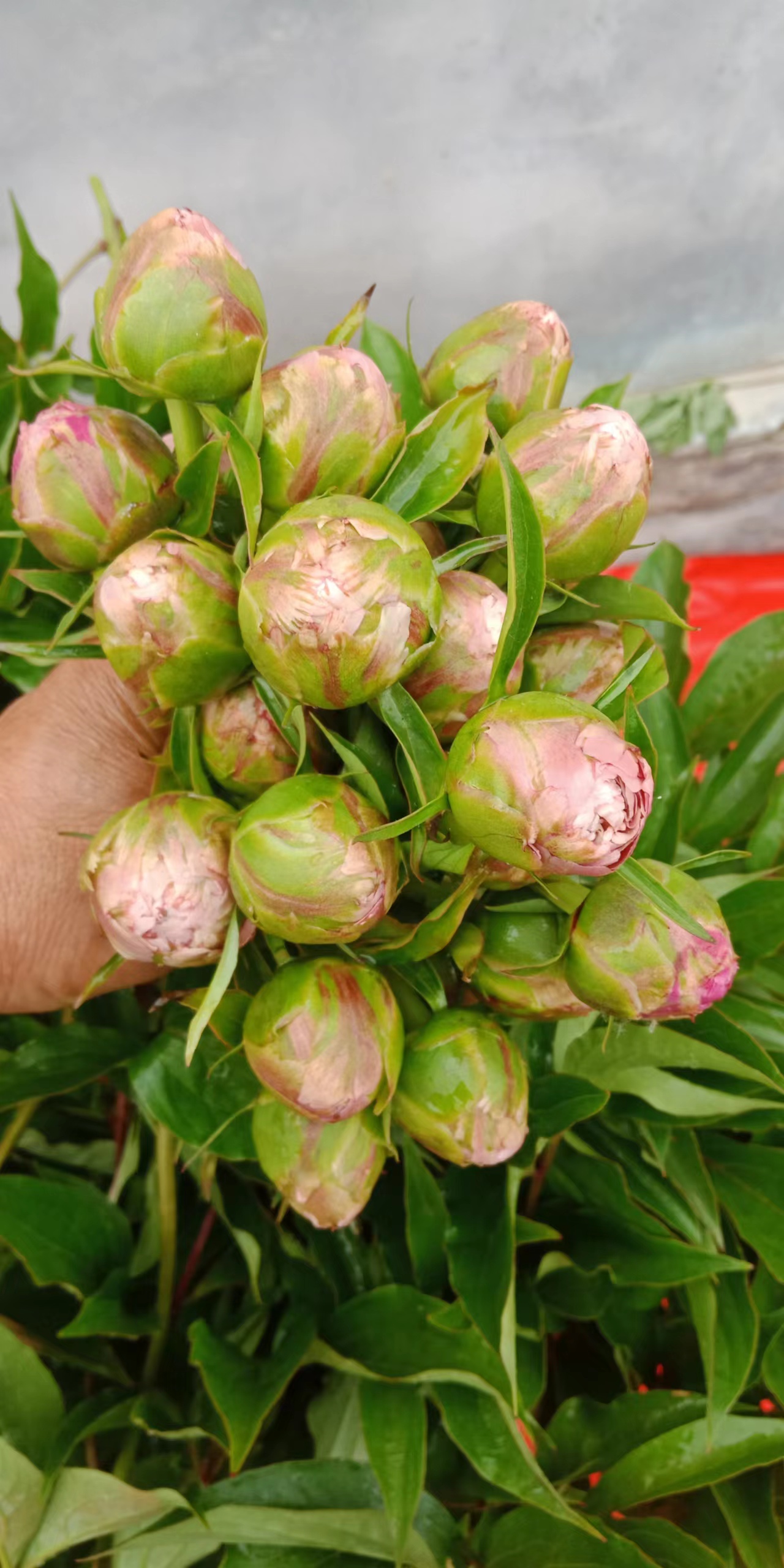 芍药切花 芍药鲜切花