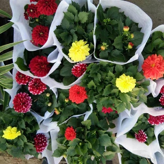 小丽花种子 小丽菊小理花四季易种庭院阳台种子景观花 量大优