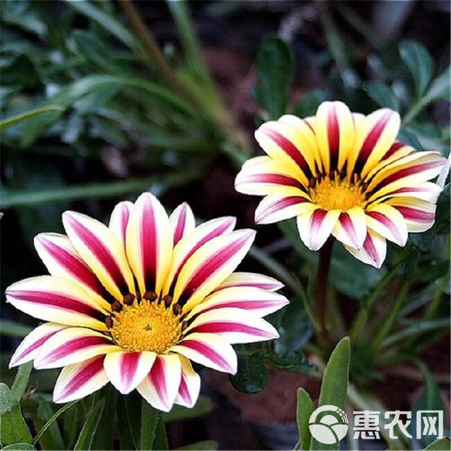 菊花种子 勋章菊种子 四季易种庭院阳台种子景观花海