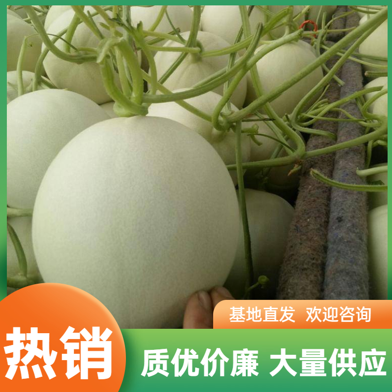 莘县玉菇甜瓜 2斤以上有大那个小工包装一条龙服务，欢迎各位老板采