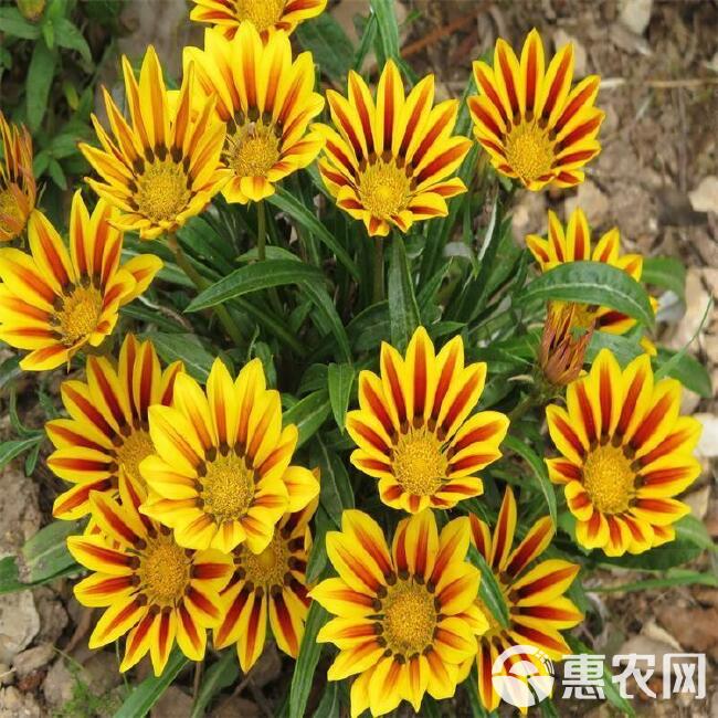 菊花种子 勋章菊种子 四季易种庭院阳台种子景观花海