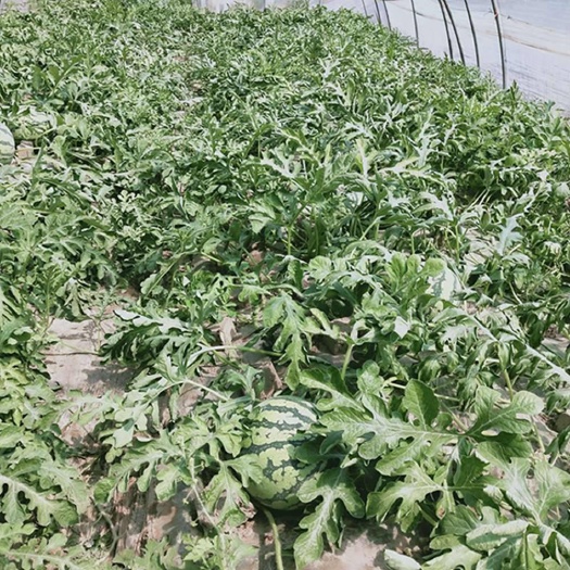 太和县8424麒麟西瓜，美都西瓜，皮薄.肉厚，弹指破皮，清脆爽口