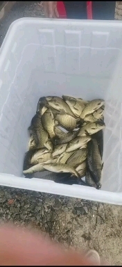临澧县湘云鲫 鲫鱼