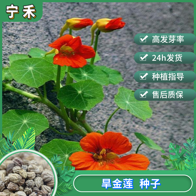 南京旱金莲种子 金莲花 根系发达萌发力强 花海种植观赏价值高
