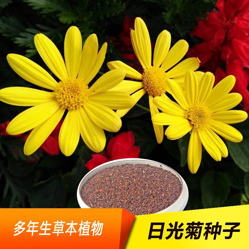 日光菊种子 赛菊芋种子四季易种庭院阳台种子景观花海