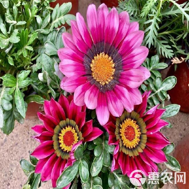 菊花种子 勋章菊种子 四季易种庭院阳台种子景观花海