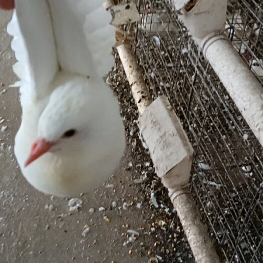 新丰县白鸽 长期供应毛鸽肉鸽