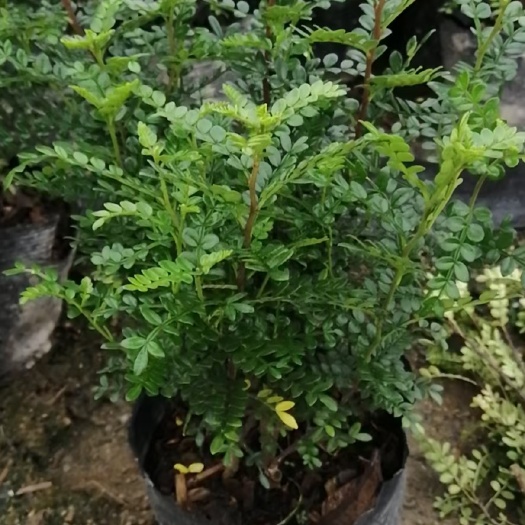 广州9斤袋 青香木