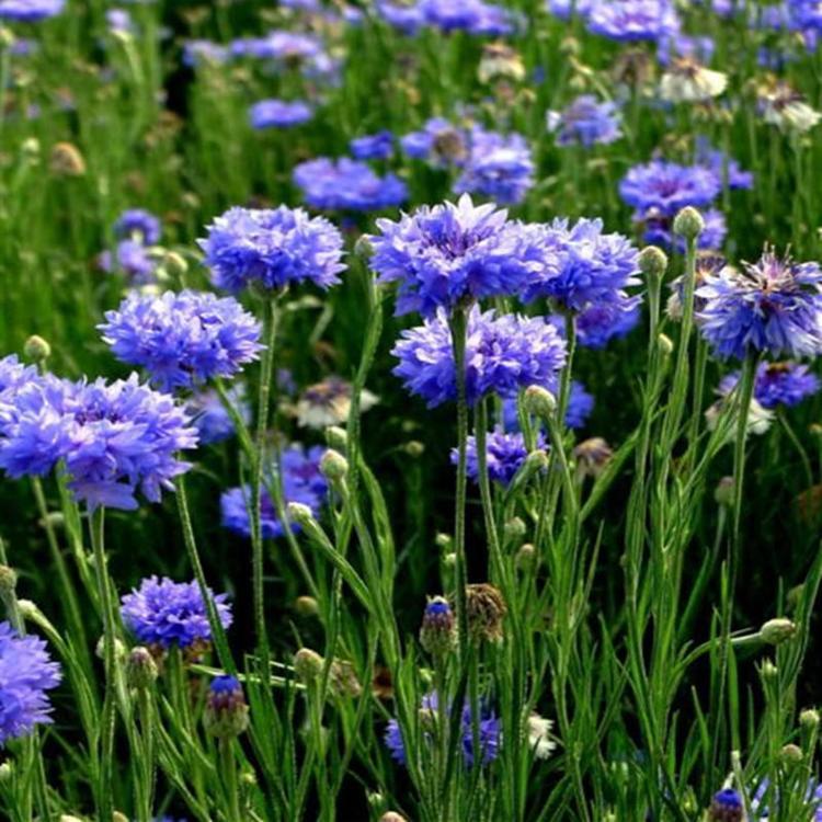 矢車(chē)菊種子 藍(lán)芙蓉翠蘭荔枝菊種子四季易種庭院陽(yáng)臺(tái)種子景觀花海