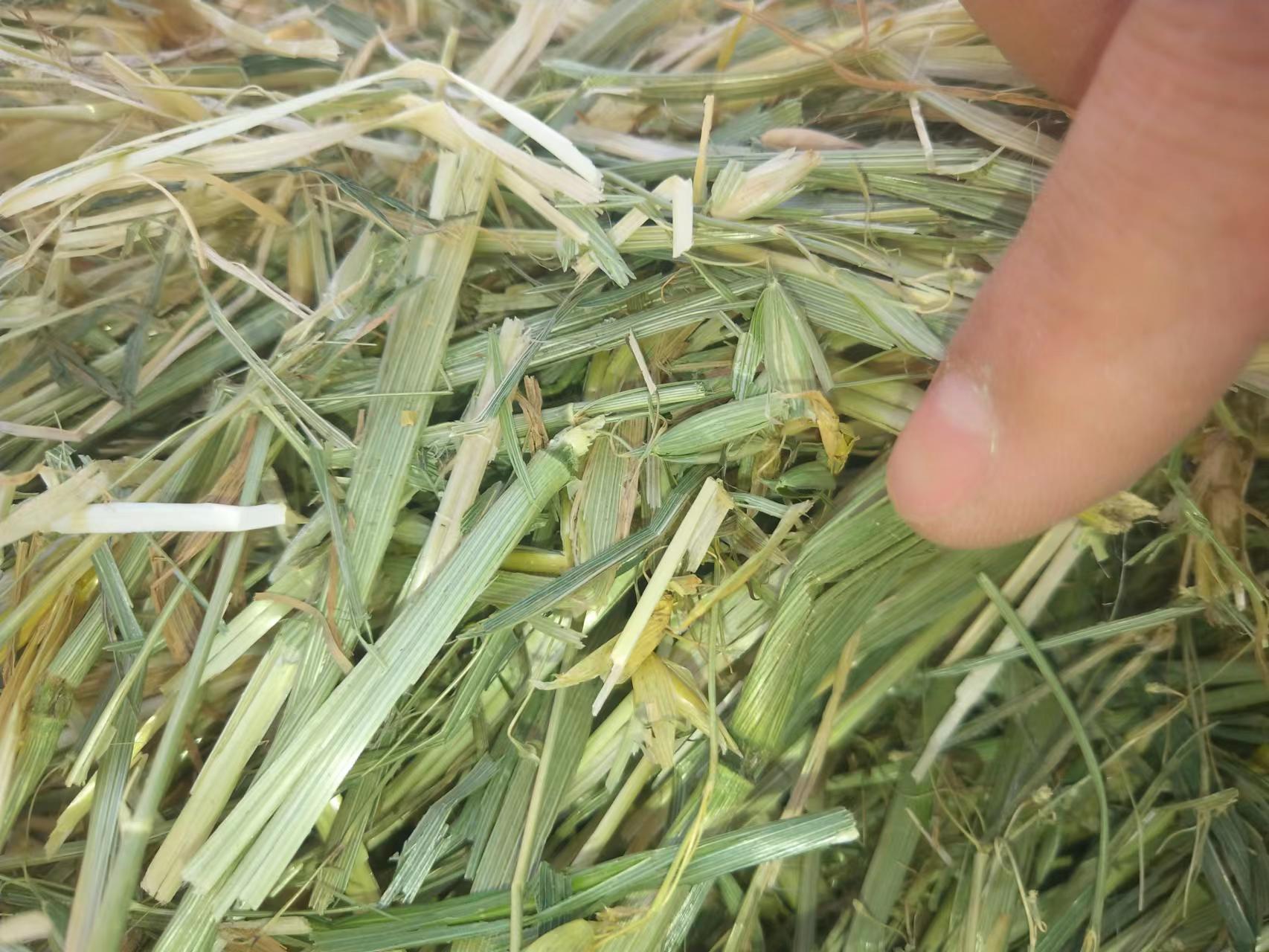 鄂温克族自治旗饲料燕麦草 全绿燕麦，水分安全，大小包都有！