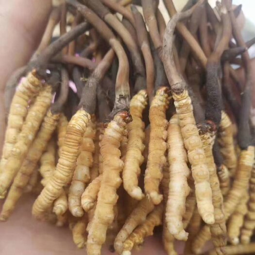 松潘县虫草 （冬虫夏草）生长在海拔四千多米以上的高原地区