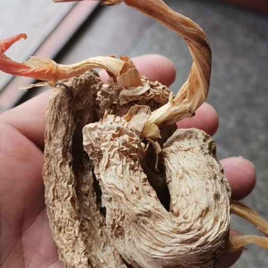 丹凤县红天麻   红苔天麻。红苔天麻产自秦岭高山，自然生长，
