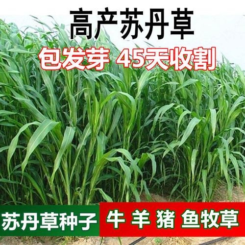 郓城县苏丹草种子苏丹草草籽苏丹草养鱼草籽