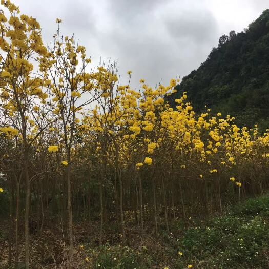 阳春市 黄花风铃木4～6分多花