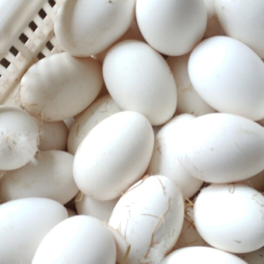 三花鹅种蛋纯种大三花鹅受精种蛋可孵化当天现捡新鲜蛋