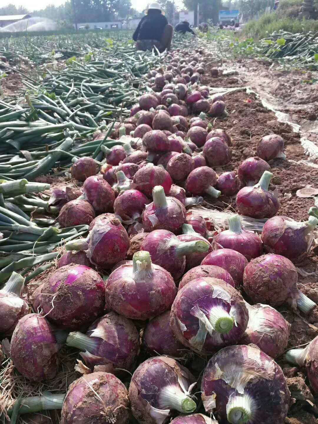 ͨغƤ ƤдУԴ㣬֤ϣ