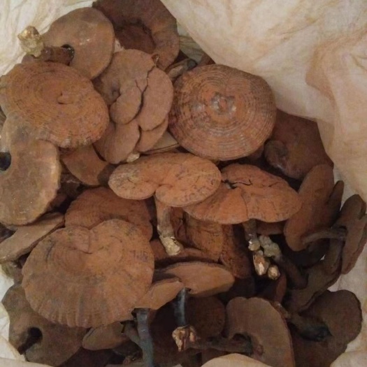 河源提取自然灵芝精菌培育，灵芝精品！‘