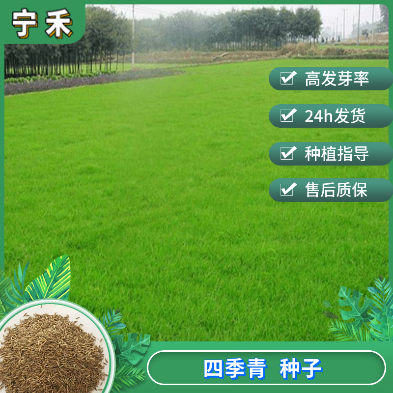 南京四季青草种子 四季常绿耐践踏低矮草坪种子 护坡绿化
