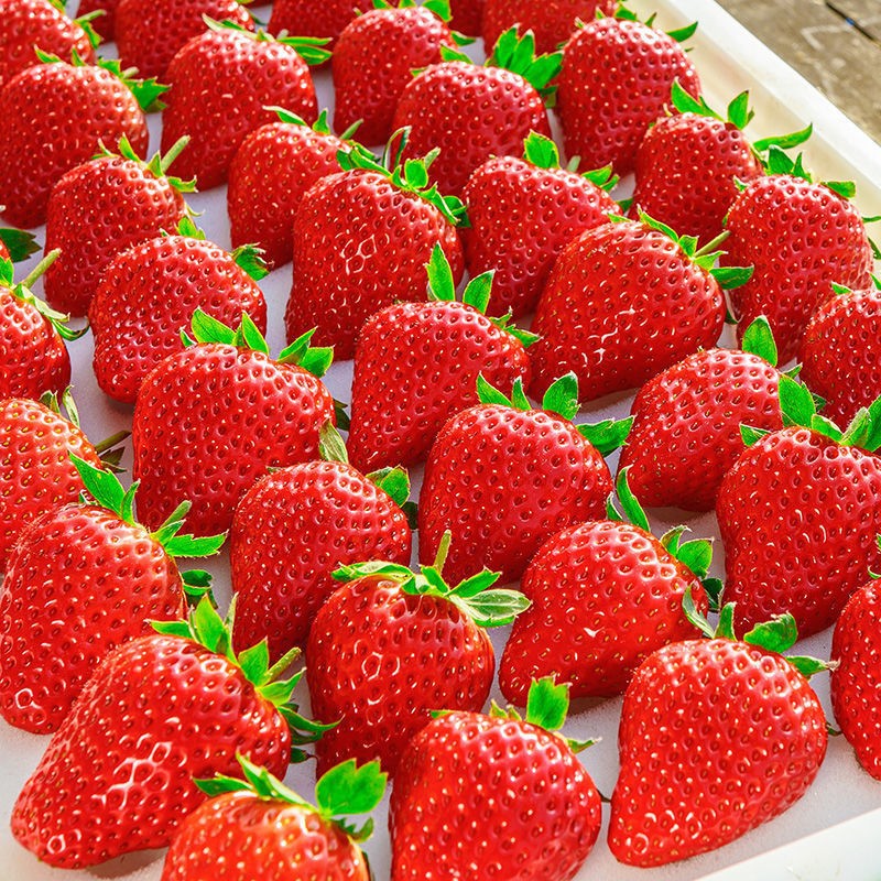  新鲜四季99草莓现摘新鲜红颜丹大草莓东当季时令水果整件代发