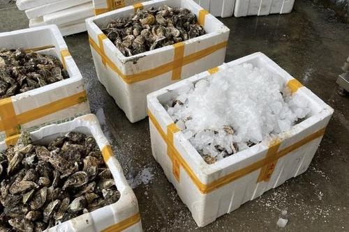 重庆市净化蚝  重庆生蚝批发配送，福建深海吊蚝烧烤专用蚝高压锅清蒸
