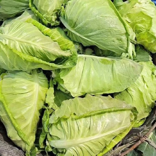 牛心甘蓝 甘蓝湖北高山蔬菜盛产基圆甘蓝嫩菜好货两三斤大量有货