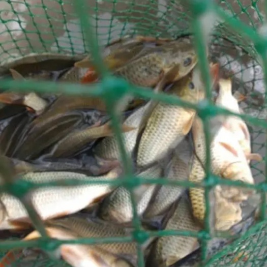 真正的农田稻花鱼出售，保证一颗食料没有投喂，欢迎实地考察