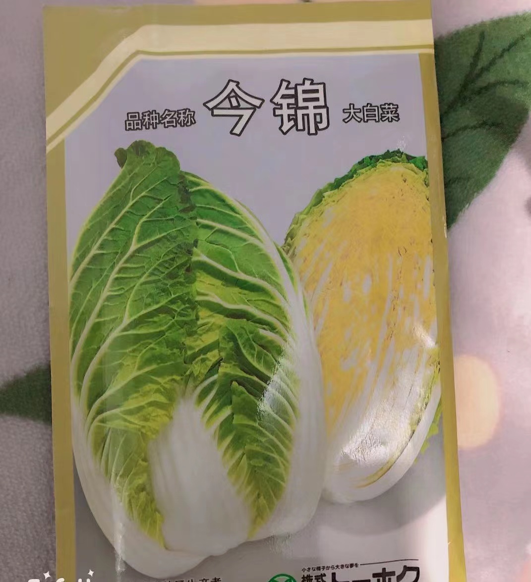 白菜苗 大白菜苗 黄芯白菜种苗 耐寒耐热 早春 寿光苗厂直销