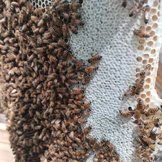 南通意大利蜜蜂 意蜂出售，带箱子