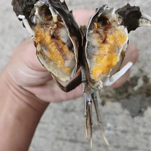 大闸蟹 精品优质六月黄(黄蟹)蟹黄饱满，口味清香！