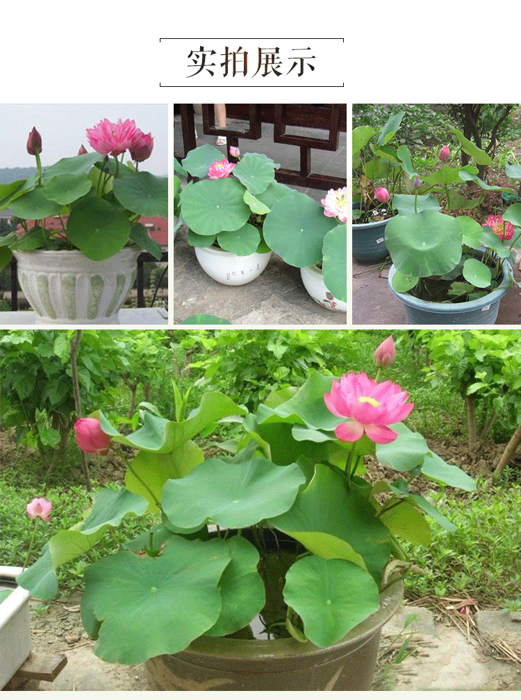 荷花种子碗莲种子已开口水培植物盆栽花卉四季播种