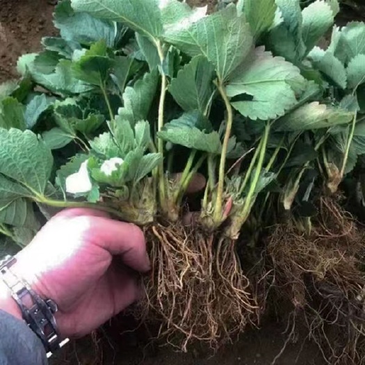 沭阳县红颜草莓苗 草莓苗四季香草莓苗