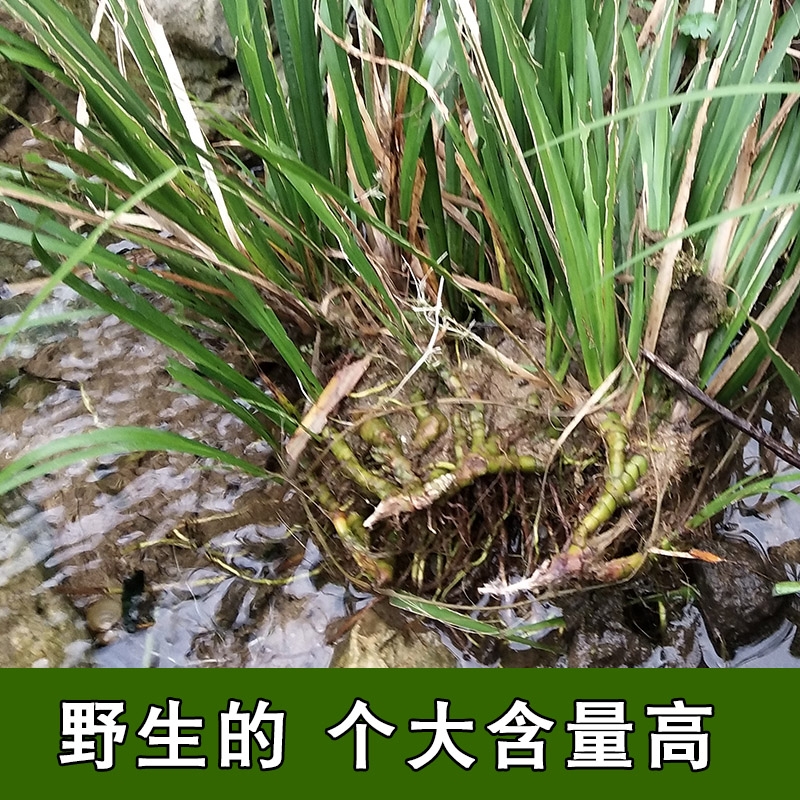 石菖蒲 优质无硫石菖蒲片 水菖蒲规格齐全 可供大货量大从优