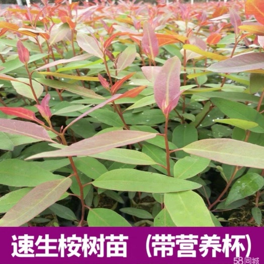 南宁DH3229桉树 0.5米以下 20公分以上 2~4公分 1