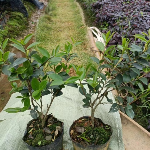 浏阳市茶梅 地苗 杯苗毛球