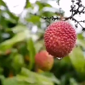 广州 增城荔枝