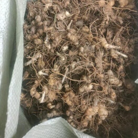 凤凰县黄精种苗 黄精种（块茎）多花姜型倒苗